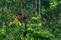 L'Orang Outan vit dans les forêts primaires et secondaires, installant son nid au sommet des arbres. Il parcourt inlassablement la canopée à la recherche de fruits, d'insectes et de feuilles. Il se nourrit principalement de fruits (jaquier, mangue, litchi, figue, mangoustan...).  