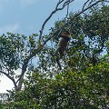 Le Nasique est un singe arboricole de la famille des cercopithecides, endémique de l'île de Bornéo. Il se distingue par un ventre bien rond et surtout un appendice nasal long, recouvrant la bouche chez les adultes mâles. Le nez des femelles est plus petit.  