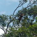 Le Nasique vit dans les mangroves et les forêts humides et se nourrit de feuilles et de végétaux. Véritable casse-cou, il peut faire des bonds de 15 mètres, sautant de branches en branches. C'est aussi un excellent plongeur, pratiquant l'apnée pour se protéger du danger.  