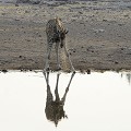  girafe,etosha,namibie,afrique. 