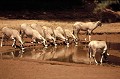 Cette grande antilope, très gracieuse, vit dans la savane mais aussi dans le désert. Elle peut survivre dans les zones dépourvues d'eau. Elle subsiste en broutant les herbes ou feuilles coriaces du désert et en déterrant les tubercules, racines et bulbes, dont elle tire l'eau qui lui est nécessaire. antilopes,oryx,kenya,afrique. 