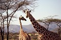 La Girafe réticulée vit au nord du Kenya. Sa robe châtain est colorée de larges taches bien délimitées par de fines lignes blanches. Elle vit dans les bois clairs et les savanes arborées. Sa grande taille, son long cou, sa démarche chaloupée lui conférent une grande majesté. Ici la girafe et son girafon partent en quête de nourriture... girafes,reticulees,kenya,afrique. 