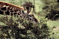 Phyllophage, la girafe se nourrit de feuilles, de pousses, de bourgeons, de fleurs, même si parfois, elle mange aussi de l'herbe. Elle s'intéresse surtout aux acacias, myrrhes et myrobalans. Grâce à sa langue préhensile, longue de 45 cm, elle détache, individuellement les feuilles d'acacias, une par une, se jouant ainsi des épines destinées à protéger les feuilles... girafe,kenya,afrique. 