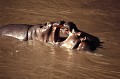 Les hippopotames forment d'importantes concentrations dans les mares ou les rivières. Les membres d'un troupeau sont souvent en contact physique les uns avec les autres, lorsqu'ils sont au repos. Les mâles se disputent les femelles en s'appropriant un territoire. Ils cherchent à afficher leur dominance, comme ici où on peut observer une rixe entre mâles... hippopotames,rixe,kenya,afrique. 