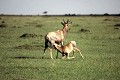 Le Topi est une antilope qui vit en petits groupes, dans l'Est du Kenya et se nourrit d'herbe. Le bébé arrive au terme d'une gestation de 8 mois. antilope,topi,femelle,petit,kenya,afrique. 