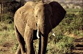  elephant,tanzanie,afrique. 