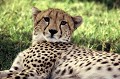 Cette femelle est enceinte et se repose. Elle peut porter entre 1 et 6 petits. La période de gestation dure 3 mois. guepard,femelle,kenya,afrique. 