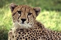 Ce félin est très rapide, pouvant pousser sa pointe de vitesse à 100 km/heure ! Cependant sa résistance est vite émoussée, au delà de quelques centaines de mètres. Très proche du léopard, il se distingue de cet autre félin, par des rayures noires en forme de larmes, sous les yeux... guepard,femelle,kenya,afrique. 