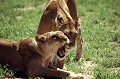 Lorsqu'ils se retrouvent, les lions se livrent à un rituel, se frottant la tête et les flancs, queue retroussée, poussant de petits gémissements... lions,retrouvailles,kenya,afrique. 