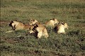 Les lions vivent en troupe pouvant atteindre 40 membres. Si les femelles résident toute leur vie sur le territoire de leur mère, les jeunes mâles doivent quitter le clan au bout de 2 ou 3 ans, lorsque le mâle dominant les considère comme rivaux. lions,clan,kenya,afrique. 