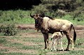 Tendre scène familiale. Le bébé arrive après une période de gestation de 8 mois. Le Gnou est une antilope qui se nourrit d'herbe et effectue en troupeau de longues migrations à la recherche de meilleurs pâturages... gnous,kenya,afrique. 