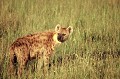 C'est après le lion, le plus grand carnivore d'Afrique. Des mâchoires d'acier susceptibles de broyer des os d'éléphant !!! C'est un féroce prédateur capable de tuer seul ou en groupe, des zèbres ou des gnous... La hyène dispute aux lions leur festin ! hyene,kenya,afrique. 