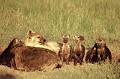 Au terme d'une gestation de 4 mois, la femelle met bas un ou deux petits. Comme le mâle, la femelle a un pénis. L'ouverture du vagin est fermée par un semblant de scrotum mâle. hyenes,famille,kenya,afrique. 