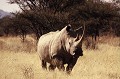 Observé près du lac Nakuru, au Kenya, ce Rhinocéros blanc se distingue du Rhinocéros noir par une large bouche et une bosse sur le dessus du cou. Il vit dans la savane arborée fournissant de l'ombre, des points d'eau et de la boue. Il se nourrit d'herbe. Espèce en danger, il fait l'objet d'une protection toute particulière. rhinoceros,blanc,kenya,afrique. 