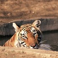 Dans la réserve de Kanha (940 km2), des points d'eau ont été installés pour faire face à la sécheresse, aux hautes températures de l'été (40°C à l'ombre) afin de permettre aux animaux de se rafraîchir et de s'abreuver. Rencontre avec une tigresse prenant son bain... tigre,kanha,inde. 