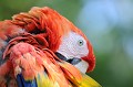 Ce magnifique oiseau affectionne les forêts tropicales. On le rencontre principalement à l'est du Mexique, en Amazonie Péruvienne et Brésilienne. En raison du déboisement et du commerce -pourtant illégal- d'oiseaux exotiques, cette espèce est gravement menacée d'extinction... ara,macao,rouge. 