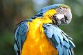Cet oiseau est en voie de disparition en Amérique centrale et du sud. Il ne peut être observé qu'au Panama, à l'est du Pérou et au nord- est de la Bolivie. Il vit dans les forêts, le long des cours d'eau et dans les lieux peuplés de palmiers. ara,ararauna. 