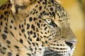 Ce magnifique félin est menacé de disparition à cause de la destruction de son habitat, de la chasse intensive et de la situation politique instable au Sri Lanka. Un programme européen d'élevage a été mis en place dans les zoos pour tenter de sauvegarder cette espèce. panthere,sri-lanka. 