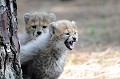 Le Guépard est le félin le plus rapide du monde, pouvant atteindre au plus fort de sa course 110 km/heure. Ces deux bébés âgés de quelques mois jouent à proximité de leur mère. Ils seront sevrés au bout de 3 à 5 mois. guepard,bebes. 