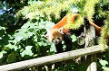 Appelé aussi "petit panda ou panda doré", il vit dans l'Himalaya et dans les montagnes d'Asie centrale et du sud-est. Il ressemble au raton laveur. Il se nourrit de fruits, de bambou, d'insectes, de racines et de bourgeons. Il fait partie des espèces protégées depuis 1960. panda,roux,petit,dore. 