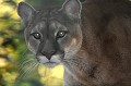 Le Puma est présent dans l'ouest de l'Amérique du nord et dans toute l'Amérique du sud, plus particuliérement dans les zones montagneuses et forestières. Il est souvent décrit comme un gros chat. C'est un excellent chasseur, qui se nourrit principalement de petits mammifères, mais peut s'attaquer au bétail et aussi terrifier les populations... puma,felin. 