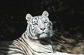 Animal rare à la fourrure blanche et aux yeux bleus qui fait le succès des zoos et des cirques. Le tigre blanc ne procéde pas d'une sous espèce de tigre, c'est un tigre de Bengale à part entière qui peut se croiser avec les tigres roux du Bengale. Son ancêtre est un tigre blanc du Bengale appelé "Mohan". Pour obtenir des tigres blancs, on a croisé les péres avec leurs filles et les soeurs avec leurs oncles... Cette consanguinité élevée conduit à des anomalies physiques et mentales et on estime aujourd'hui qu'un tigre blanc sur 30 est en bonne santé !!! tigre,blanc. 