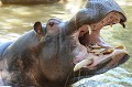 En Afrique la population d'hippopotames est estimée à 125 000 individus. L' hippopotame est végétarien, absorbant chaque jour 50 kg de nourriture. Il mange les algues qui poussent sous l'eau et broute l'herbe et les plantes sur terre. Dans les zoos, il ne dédaigne pas quelques tranches de pain... hippopotame. 