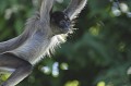 Ce singe à figure humaine, se sert de sa queue préhensile comme 5ème membre, faisant preuve d'une formidable agilité. Il vit en Colombie et au Vénézuela, se nourrissant de fruits, feuilles et fleurs.
Cette espèce est menacée. atele,singe,araignee. 