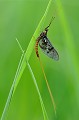 Cet insecte (Ephémèra danica) appartenant à l'ordre des Ephéméroptères est aussi appelé "mouche de mai". D'une durée de vie très brève (quelques jours), il se rencontre en mai/juin dans les zones humides. Observé dans le marais d'Yves, en Charente Maritime. insecte,ephemere,danica,france. 