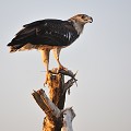 (Haliaeetus vocifer) L'aigle-pêcheur n'a pas envie de partager son butin avec un autre rapace... aigle,pecheur,juvenile,baringo,kenya,afrique. 