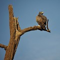 (Polemaetus bellieosus) C'est un chasseur redoutable. Du haut de cet arbre mort, il observe la nature environnante prêt à fondre sur sa proie. Il capture des mangoustes, diks-diks, lièvres, jeunes gazelles, rongeurs, oies d'égypte... Sur cette vue, on peut remarquer sa capacité à tourner la tête à 180 degrés pour regarder derrière lui.. aigle,martial,samburu,kenya,afrique. 