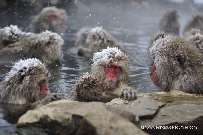 (Photo F) Macaques de Jigokudani