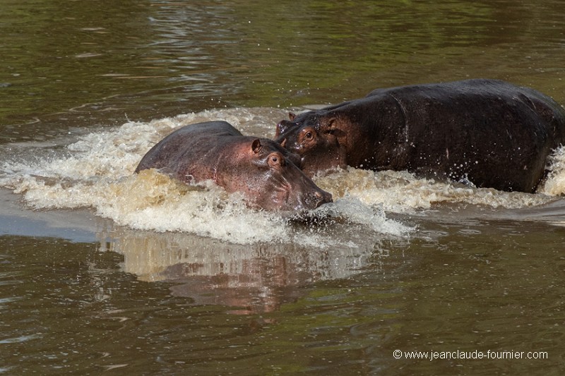 Du rififi chez les hippos !