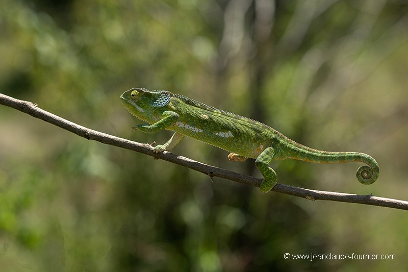 Caméléon