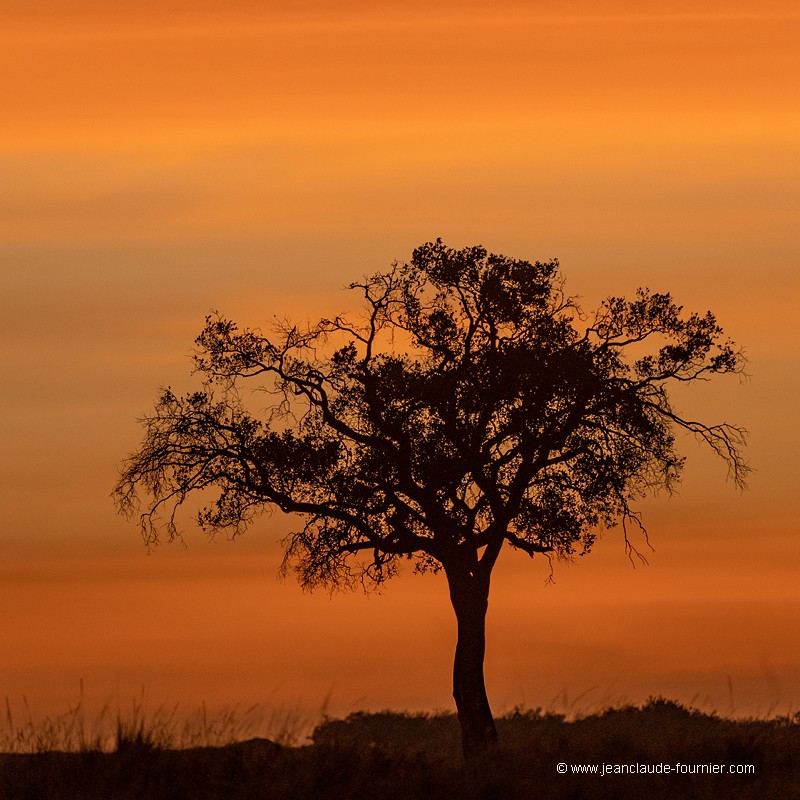 Lever de soleil sur la savane