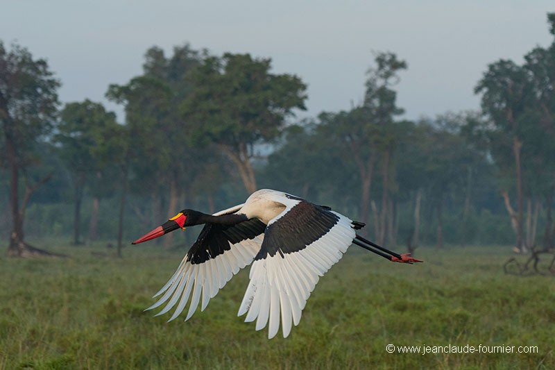 Vol du Jabiru