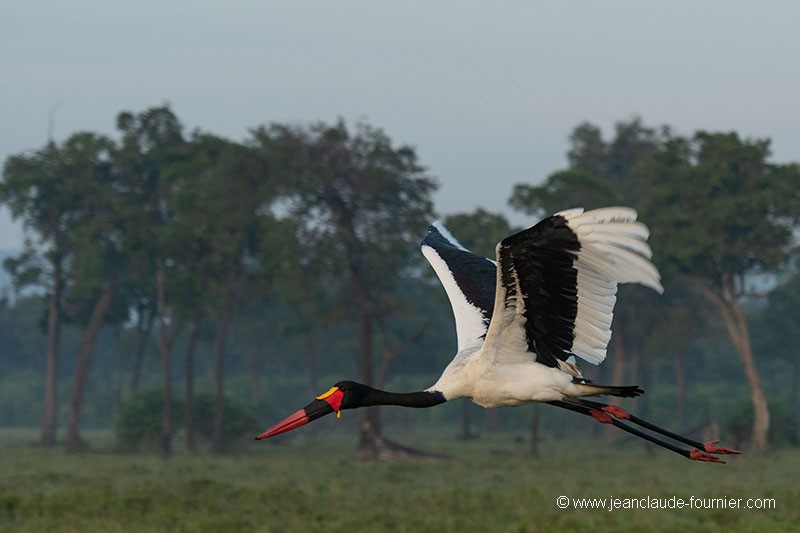 Elégance du Jabiru