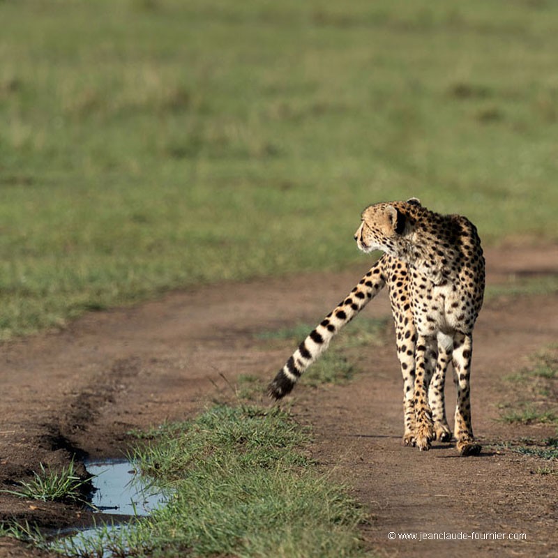 Guépard en marche