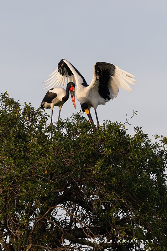 Couple Jabirus sur l'arbre