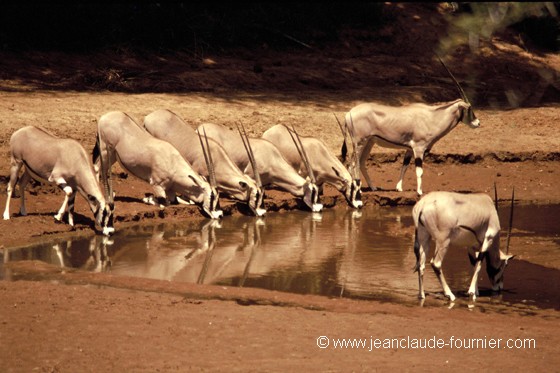 Oryx au point d'eau