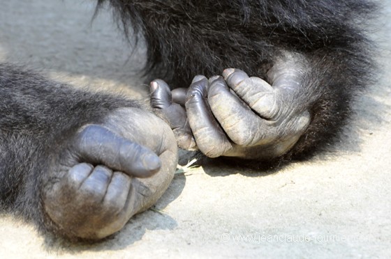 Les poings serrés du gorille
